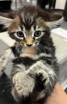 A1919242 -  Domestic Medium Hair Cat Available for Adoption in Thousand Palms, California - A1919242 | PetCurious