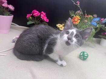 Domestic Short Hair Cats Available for Adoption in Fayetteville, Georgia - Birdy | PetCurious