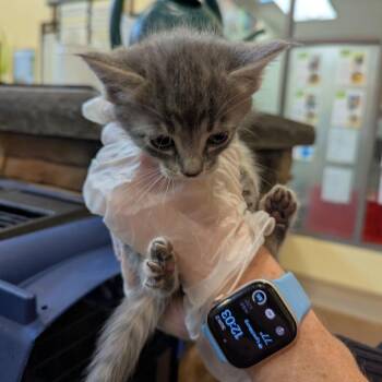 Typhoon -  Domestic Medium Hair Cat for Adoption in Lynchburg, Virginia - Typhoon | PetCurious