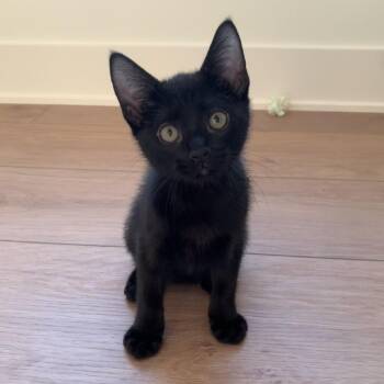 Sebastian -  Domestic Short Hair Cat for Adoption in West Des Moines, Iowa - Sebastian | PetCurious