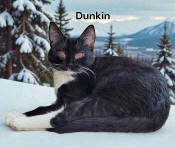 Domestic Short Hair Cats Available for Adoption - Dunkin | PetCurious