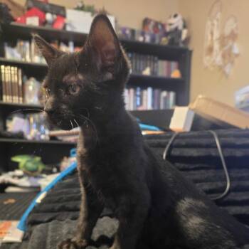 Bagheera -  Domestic Short Hair Cat for Adoption in Grantsville, Utah - Bagheera | PetCurious