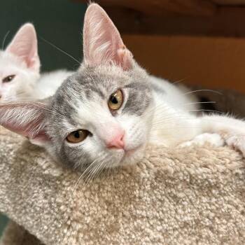 Therman -  Domestic Short Hair Cat for Adoption in Fresno, California - Therman | PetCurious