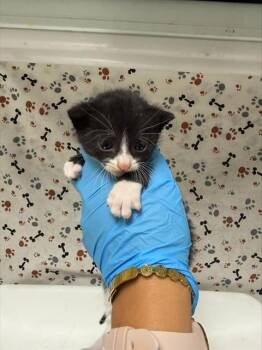 SYLVESTER -  Domestic Short Hair Cat for Adoption in Riverside, California - SYLVESTER | PetCurious