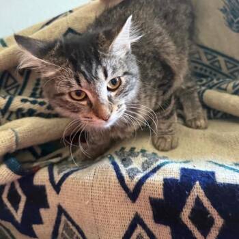 N - Amba -  Domestic Medium Hair Cat for Adoption in Arizona City, Arizona - N - Amba | PetCurious
