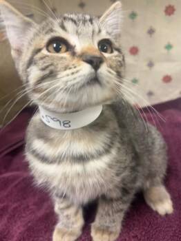 POOPY -  Domestic Short Hair Cat for Adoption in Riverside, California - POOPY | PetCurious
