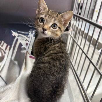 Shock -  Domestic Short Hair Cat for Adoption in Lake Panasoffkee, Florida - Shock | PetCurious