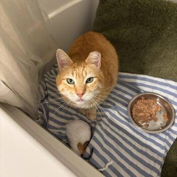 Rescue Domestic Short Hair Cats for Adoption in Seattle, Washington - Zonnie | PetCurious