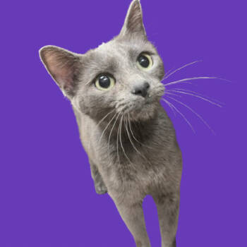 Rescue Domestic Short Hair Cats for Adoption in Tuscaloosa, Alabama - Dryer Lint | PetCurious