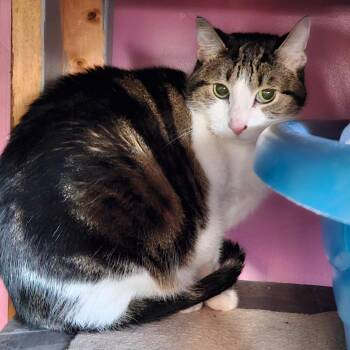 Domestic Short Hair Cats Available for Adoption - Oolie | PetCurious