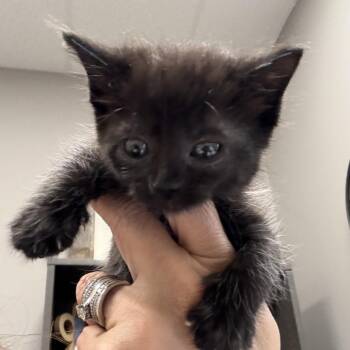Iris -  Domestic Short Hair Cat for Adoption in Midland, Texas - Iris | PetCurious