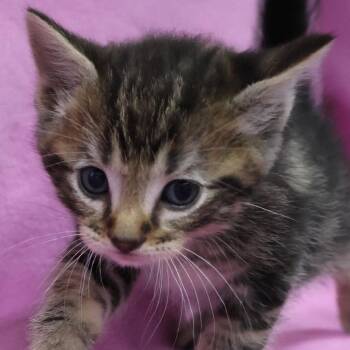 Garnet C12549 -  Domestic Short Hair Cat for Adoption - Garnet C12549 | PetCurious