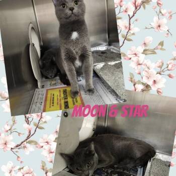 Domestic Short Hair Cats Available for Adoption in Wheeling, Illinois - Star | PetCurious