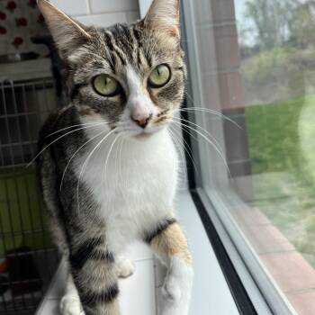 Domestic Medium Hair Cats Available for Adoption in Pittsburgh, Pennsylvania - Bravery | PetCurious