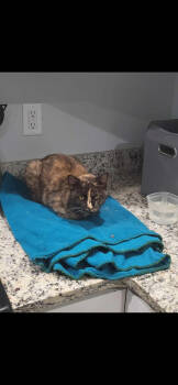 Rescue Domestic Short Hair Cats for Adoption in Panama City, Florida - Sigourney Weaver Pippin | PetCurious