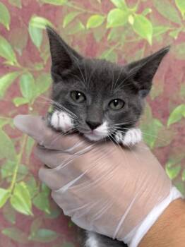 Celsius -  Domestic Short Hair Cat for Adoption in San Antonio, Texas - Celsius | PetCurious