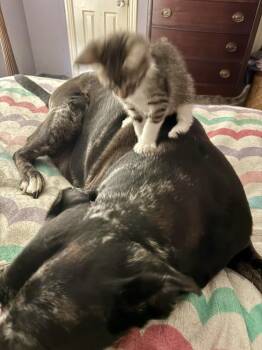 Domestic Short Hair Cats Available for Adoption in Dallas, Texas - Oliver Twist 0168 | PetCurious