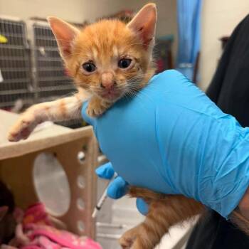 Domestic Short Hair Cats Available for Adoption in Bastrop, Texas - Marco 26-05-121 | PetCurious