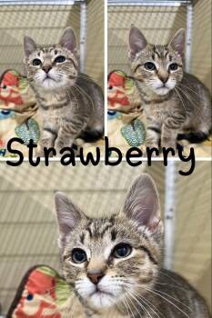 Strawberry -  Domestic Short Hair Cat for Adoption in Pierceton, Indiana - Strawberry | PetCurious