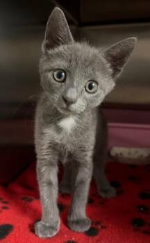 Uber (Petsmart) -  Domestic Short Hair Cat for Adoption in Ocala, Florida - Uber (Petsmart) | PetCurious