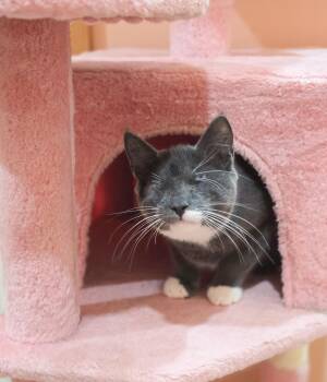 Waffle -  Domestic Short Hair Cat for Adoption in Harrison Township, New Jersey - Waffle | PetCurious