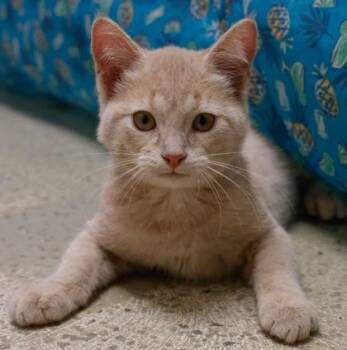 Windy -  Domestic Short Hair Cat for Adoption in Baraboo, Wisconsin - Windy | PetCurious