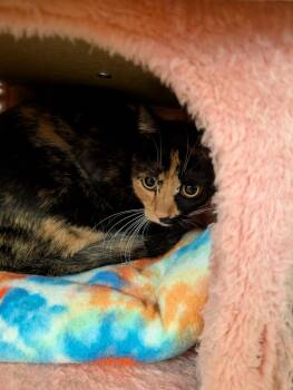 Lydia -  Domestic Short Hair Cat for Adoption in Tucson, Arizona - Lydia | PetCurious