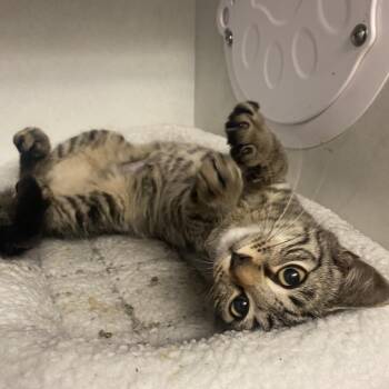 Vision -  Domestic Short Hair Cat for Adoption in Dayton, Ohio - Vision | PetCurious