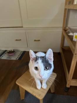 Rescue Turkish Van Cats for Adoption in Parlier, California - Yesenia | PetCurious