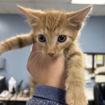 Domestic Short Hair Cats Available for Adoption in Saint Joseph, Missouri - Sweetie | PetCurious