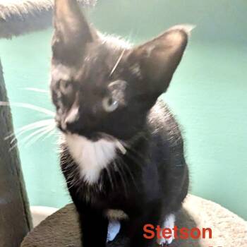 Foster Stetson -  Domestic Short Hair Cat for Adoption in Batavia, New York - Foster Stetson | PetCurious
