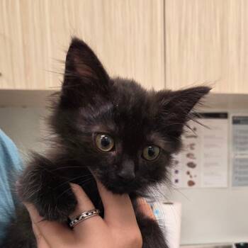 Connor -  Domestic Short Hair Cat for Adoption in Chattanooga, Tennessee - Connor | PetCurious