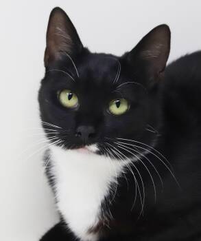 Willow is a snuggle bug of love and snuggles - BONDED WITH OPAL -  Bombay Cat for Adoption in Bedford Hills, New York - Willow Is A Snuggle Bug Of Love And Snuggles - BONDED WITH OPAL | PetCurious