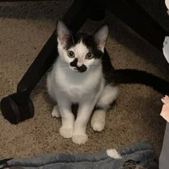 Freckles -  Domestic Short Hair Cat for Adoption in Villa Park, California - Freckles | PetCurious