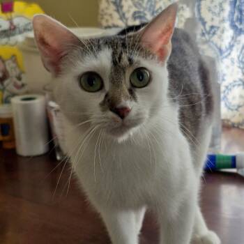 Pani Puri -  Domestic Short Hair Cat for Adoption in Richmond, Virginia - Pani Puri | PetCurious