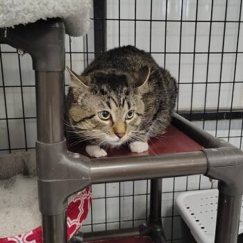 Domestic Short Hair Cats Available for Adoption in Carroll, Iowa - Jack | PetCurious