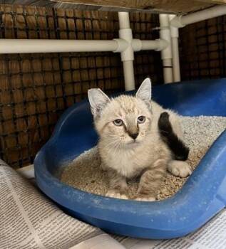 Kitten 28233 (Lavender) -  Siamese Cat for Adoption in Parlier, California - Kitten 28233 (Lavender) | PetCurious