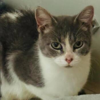 Beatrice (26-6156) -  Domestic Short Hair Cat for Adoption in Gordonsville, Tennessee - Beatrice (26-6156) | PetCurious