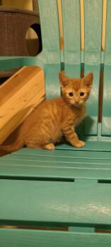 Rescue Domestic Short Hair Cats for Adoption in Greensboro, Georgia - Racketeering - Winterville, GA | PetCurious