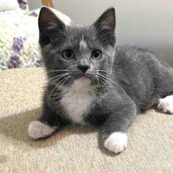 Domestic Short Hair Cats Available for Adoption in Brownsboro, Alabama - Ransom | PetCurious