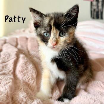 Peppermint Patty -  Domestic Short Hair Cat for Adoption in Pleasant Hill, California - Peppermint Patty | PetCurious