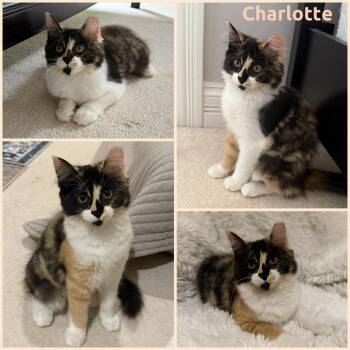 Charlotte -  Domestic Long Hair Cat for Adoption in Windy Hills, Kentucky - Charlotte | PetCurious