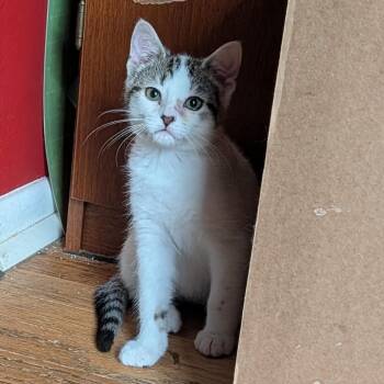 Wren - WS -  Domestic Short Hair Cat for Adoption in Portage, Michigan - Wren - WS | PetCurious