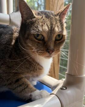 R-2 -  Domestic Short Hair Cat for Adoption in Cambridge, Maryland - R-2 | PetCurious