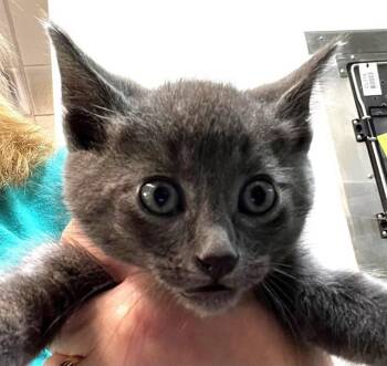 MICKEY -  Domestic Short Hair Cat for Adoption in Houston, Texas - MICKEY | PetCurious