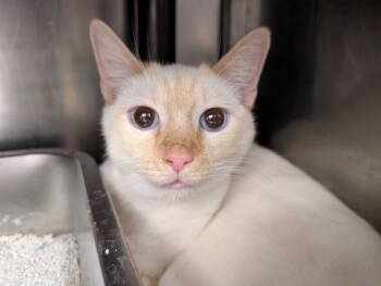 Rescue Siamese Cats for Adoption in Herndon, Virginia - Dale (& Chip) Bonded | PetCurious