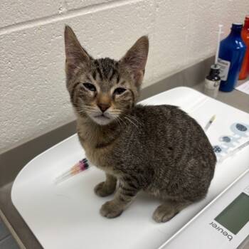 Rescue Domestic Short Hair Cats for Adoption in Grand Rapids, Michigan - Rambo - Chow Hound Knapp's Corner | PetCurious