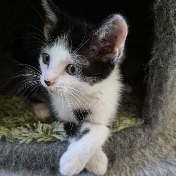 Rescue Domestic Short Hair Cats for Adoption in Fairfax, Virginia - Mack | PetCurious