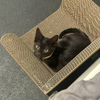 Bombay and Domestic Short Hair Cats Available for Adoption - Eeny  | PetCurious