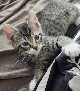 Arthur -  Domestic Short Hair Cat for Adoption in Maineville, Ohio - Arthur | PetCurious